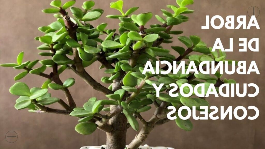 guia de cuidados para portulacaria armiana