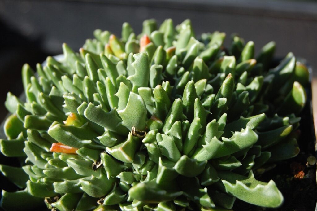 guia de cultivo de faucaria pumila