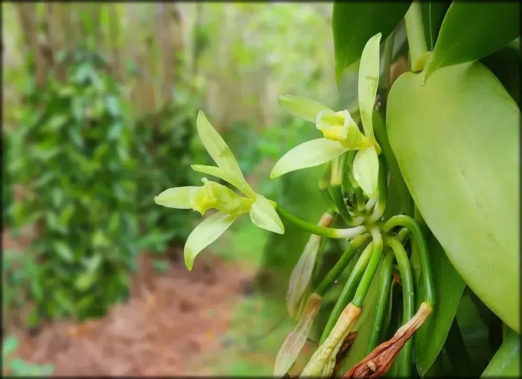 guia de cultivo faucaria planifolia