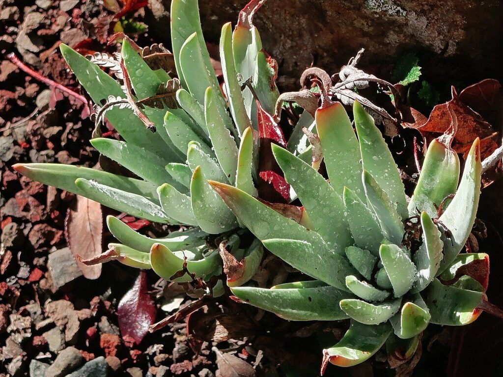 guia de dudleya guadalupensis