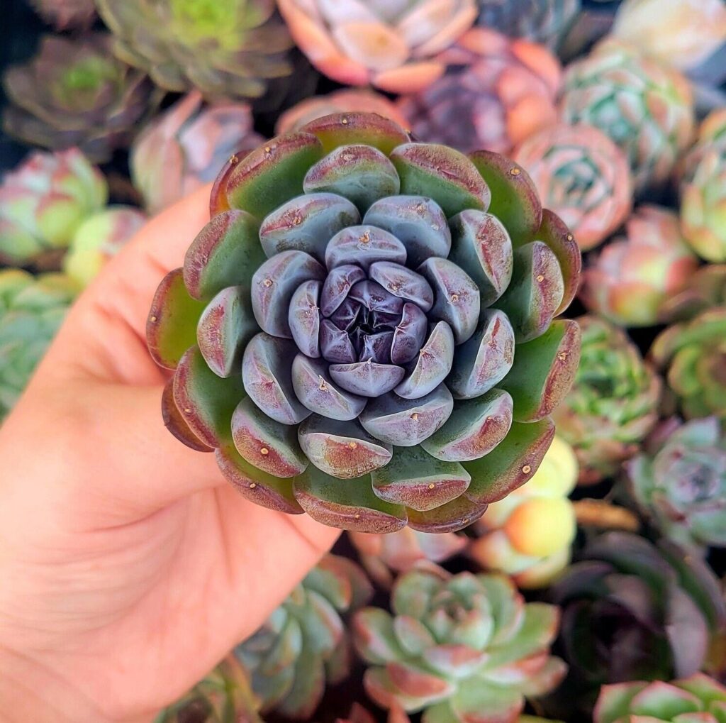 guia de echeveria jewel