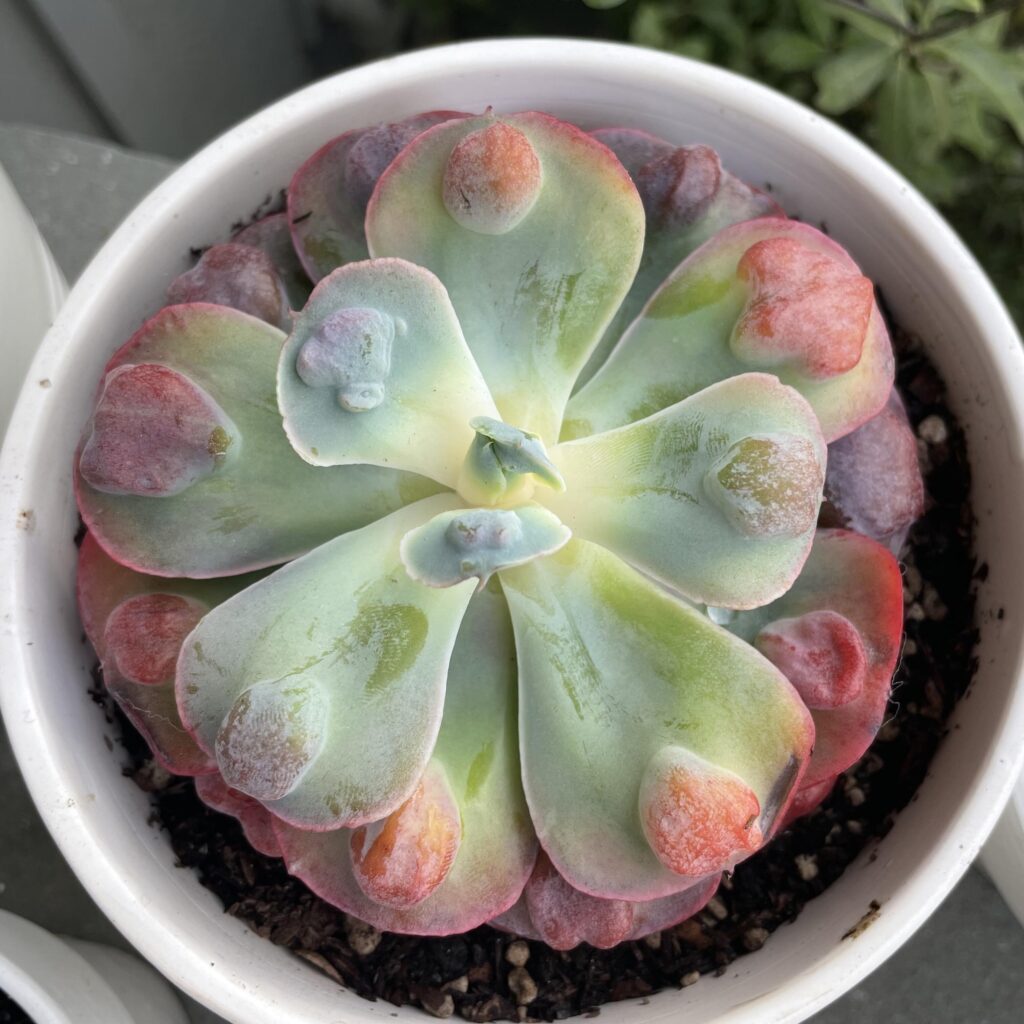 guia de echeveria rose quartz