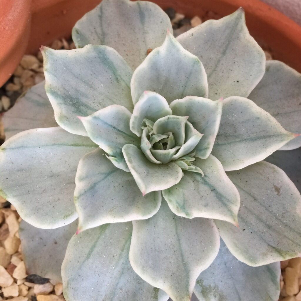 guia de echeveria silver dust