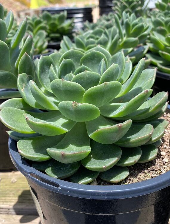 guia de echeveria starlite