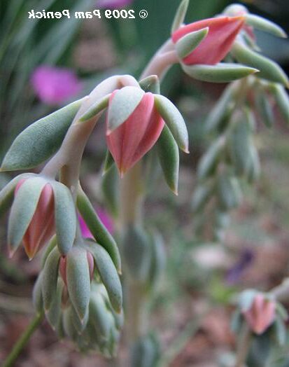 guia de echeveria volcano