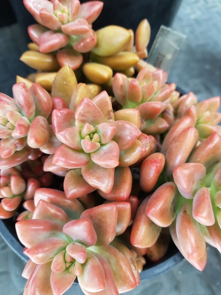 guia echeveria jamaican sunset