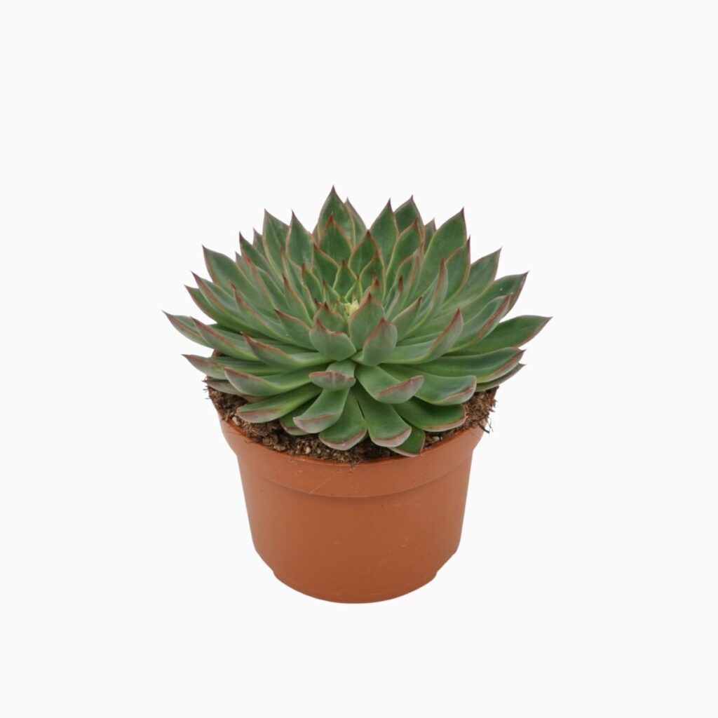 guia echeveria sagitta cuidados y consejos