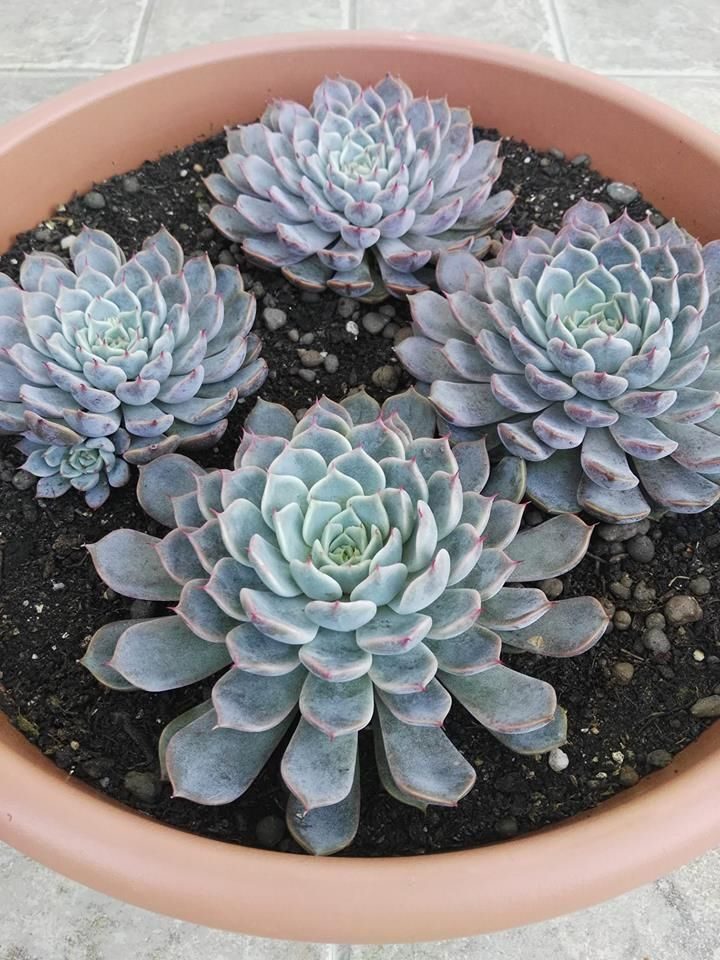 guia echeveria violet queen