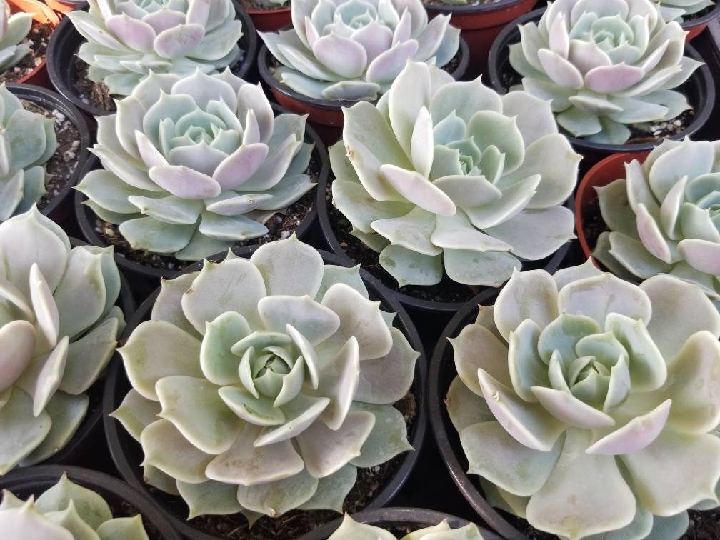 guia echeveria white rose