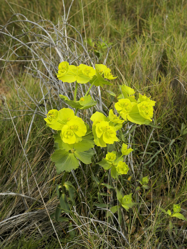 guia euphorbia aellenii subsp strigosa