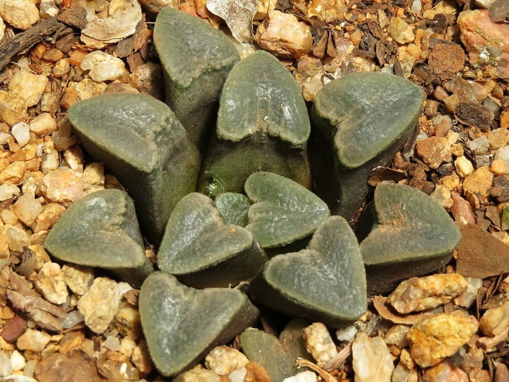 haworthia bruynsii guia completa de cuidados y propagacion