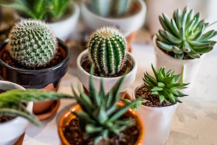 haworthia caiobaensis guia completa de cuidados y cultivo