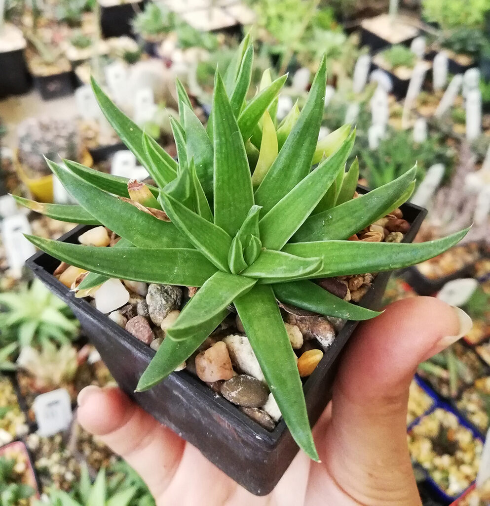 haworthia zantneriana la suculenta exotica ideal para tu jardin