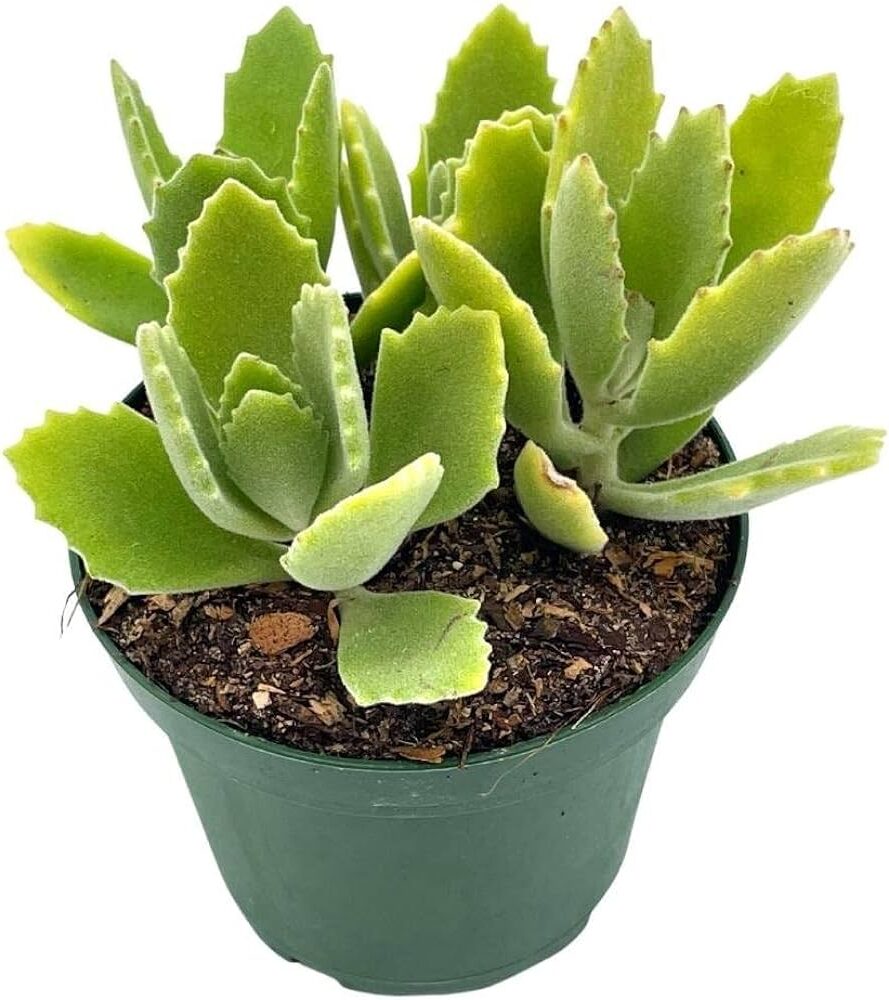 kalanchoe antananarivensis guia completa en espanol