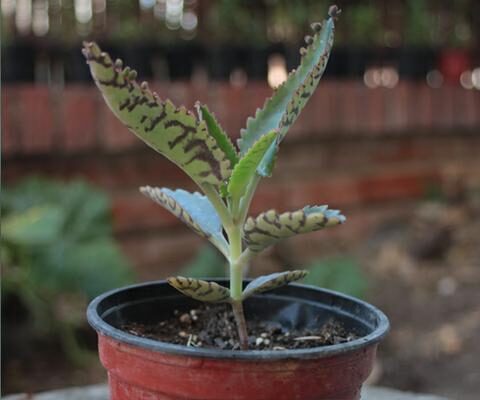 kalanchoe arensiana todo sobre esta suculenta