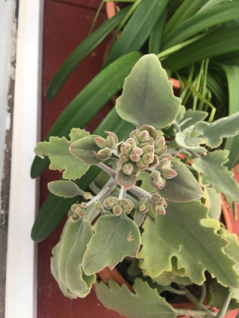 kalanchoe benguellensis la suculenta de benguela