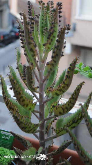 kalanchoe bertonei cuidados y consejos de cultivo