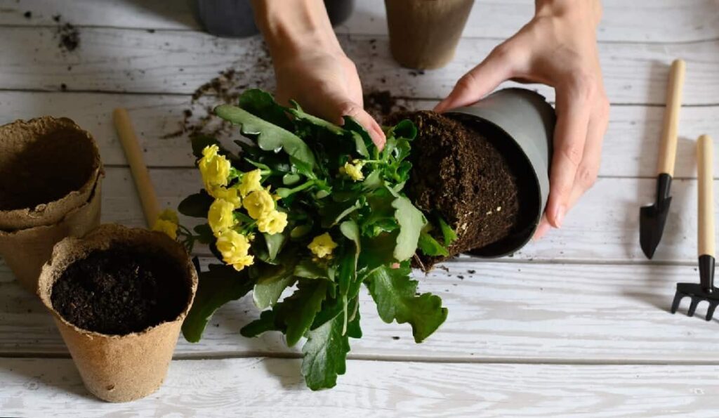 kalanchoe bonalensis la planta suculenta de moda