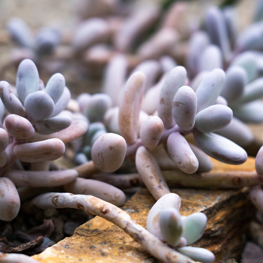 pachyphytum alvarezii cuidados y consejos