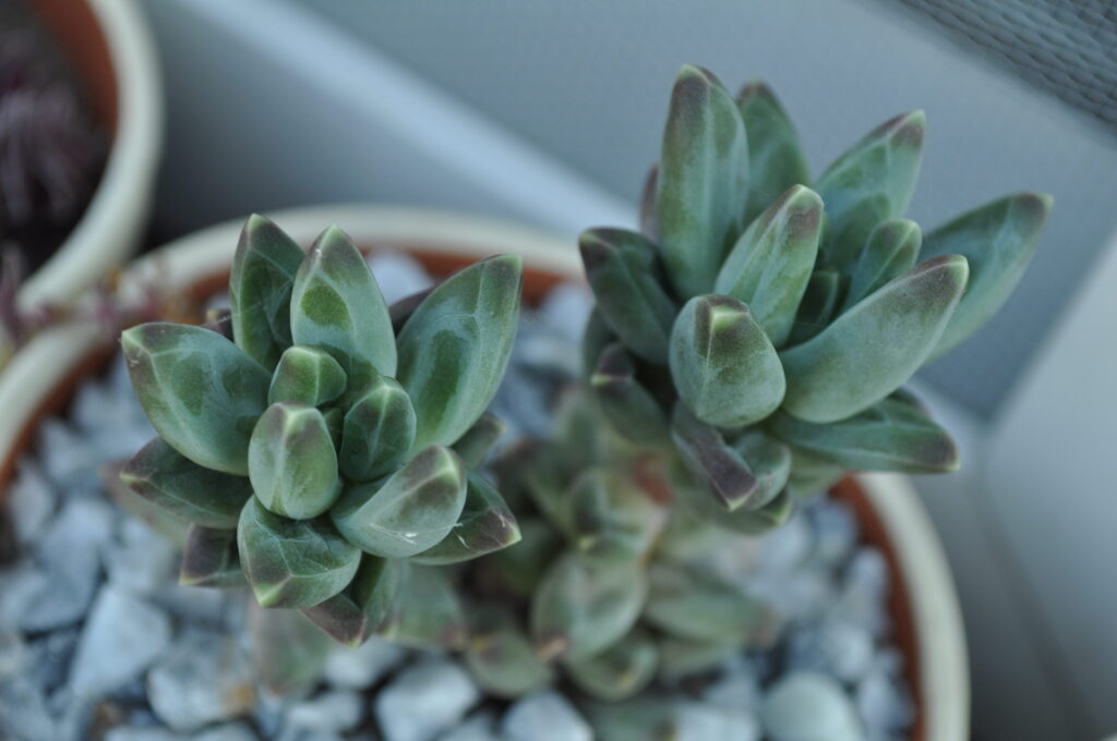 pachyphytum bentsonii guia completa