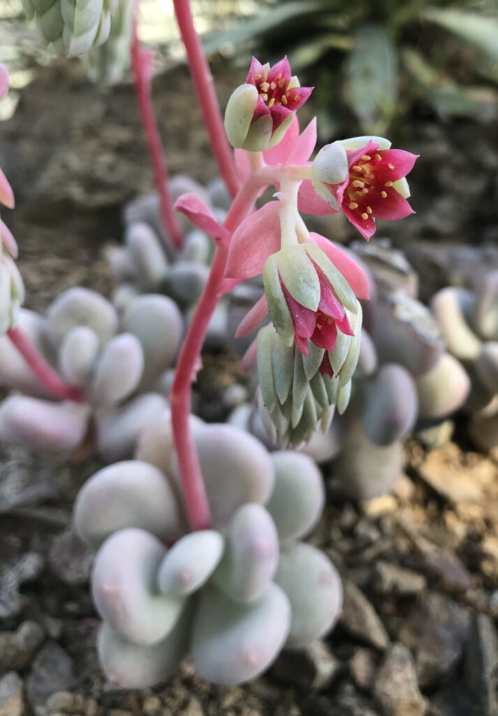 pachyphytum bracteosum cuidados y consejos