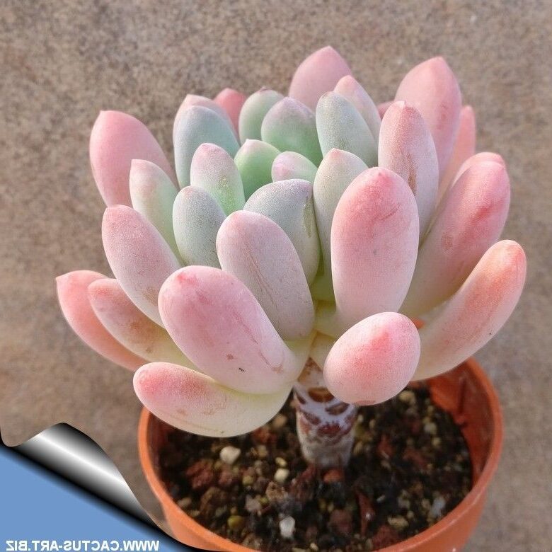 pachyphytum brevifolium cuidados y consejos