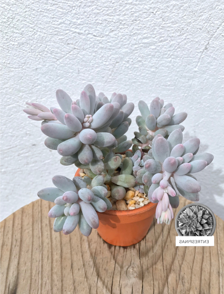 pachyphytum caesium guia completa