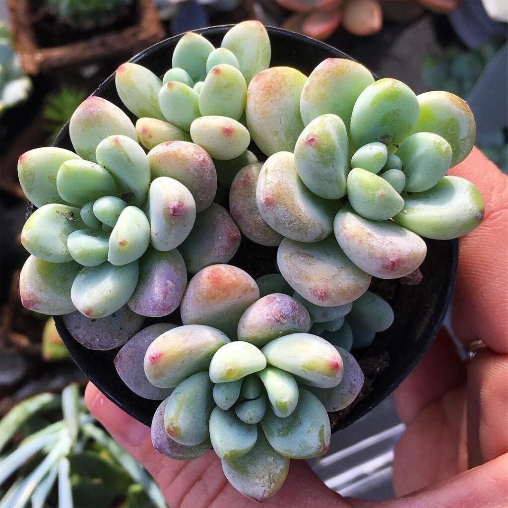 pachyphytum clavatum guia completa