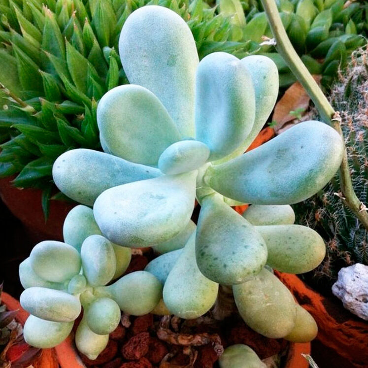 pachyphytum densifolium guia completa