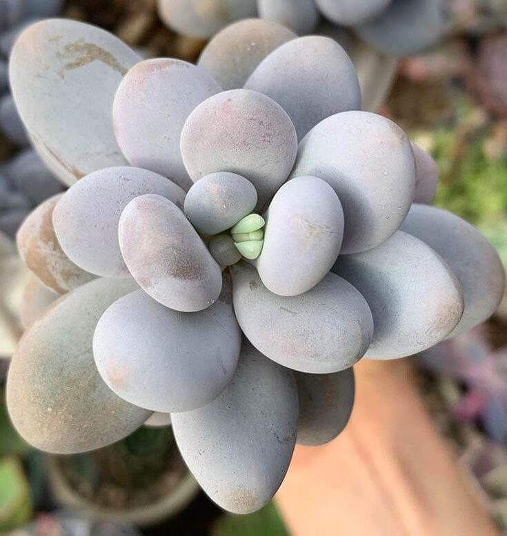 pachyphytum fittkaui guia completa