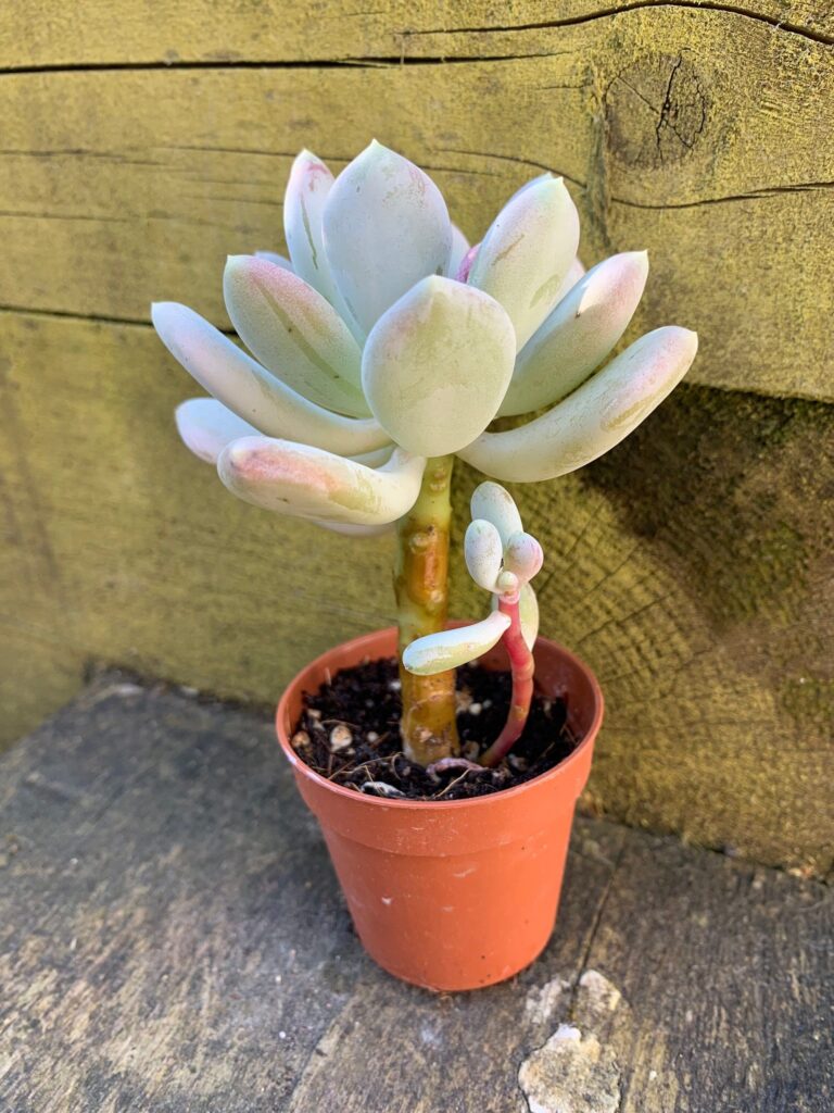 pachyphytum glutinicaule guia completa