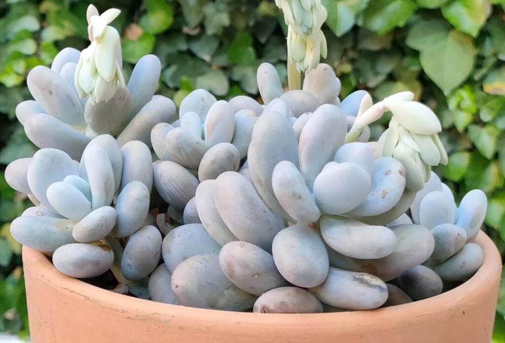 pachyphytum meyeri guia completa