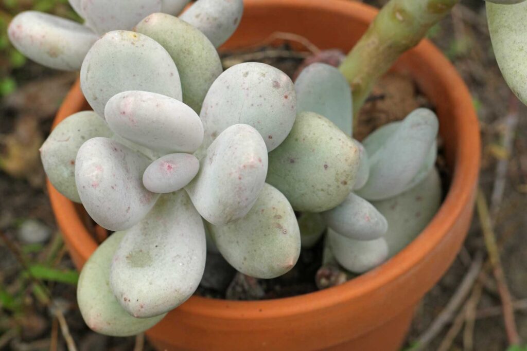 pachyphytum umbriferum guia completa