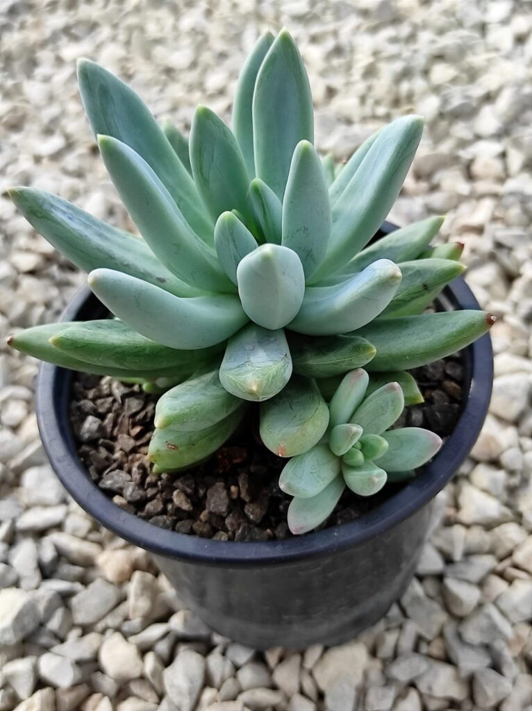 pachyphytum vanbreenenii guia completa