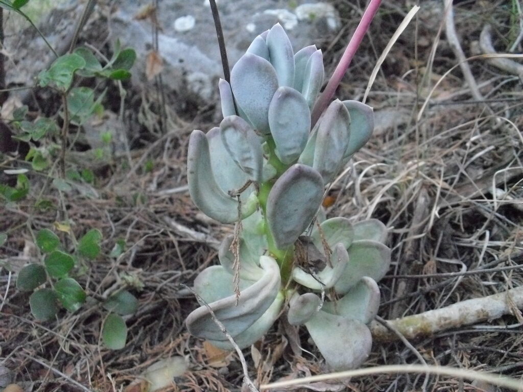 pachyphytum x graessneri guia completa