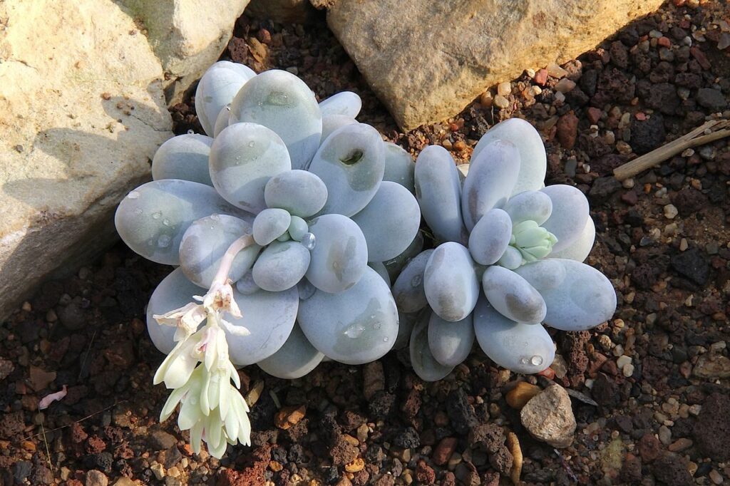 pachyphytum xdegraaffii guia completa