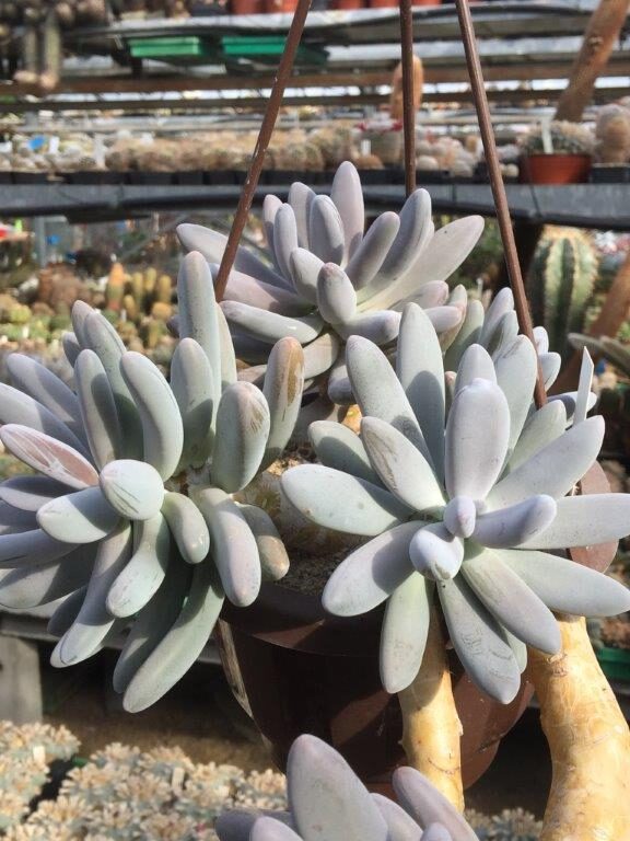 pachyphytum yatesiae guia completa