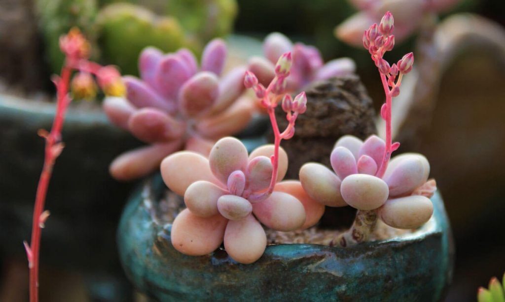 pachyphytum zacatecense guia completa