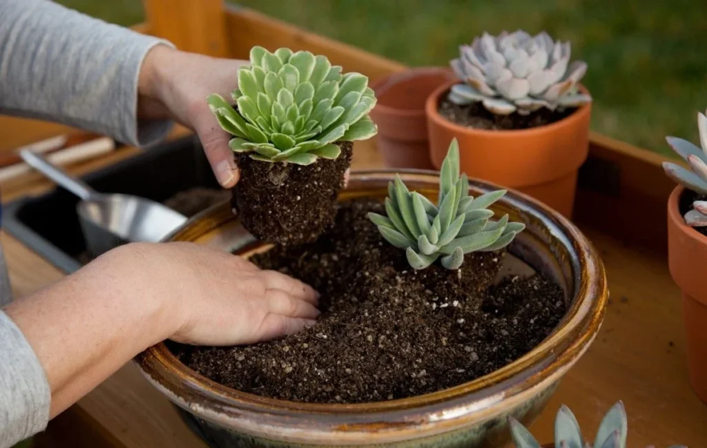 planta suculenta haworthia bigibba guia completa