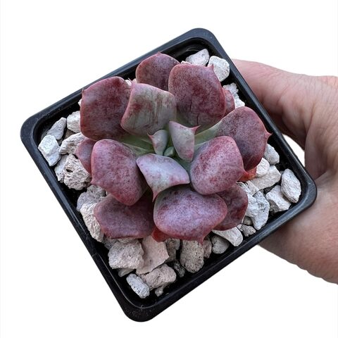 pleiospilos dimidiatus cuidados y consejos