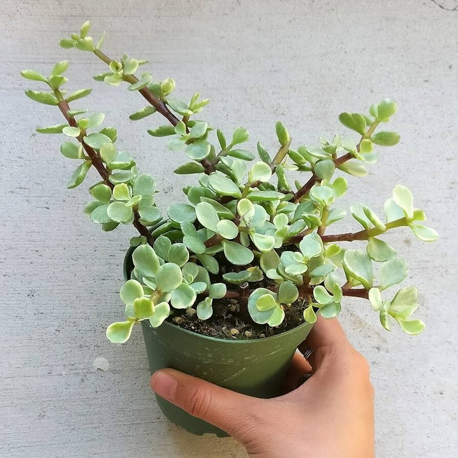 portulacaria pygmaea guia completa