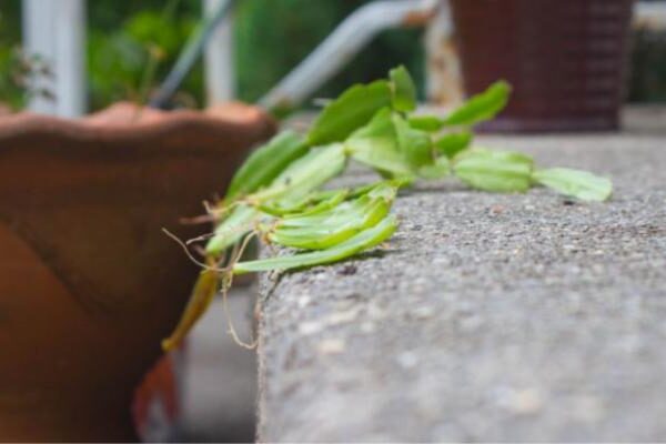 rhipsalis arminensis guia completa