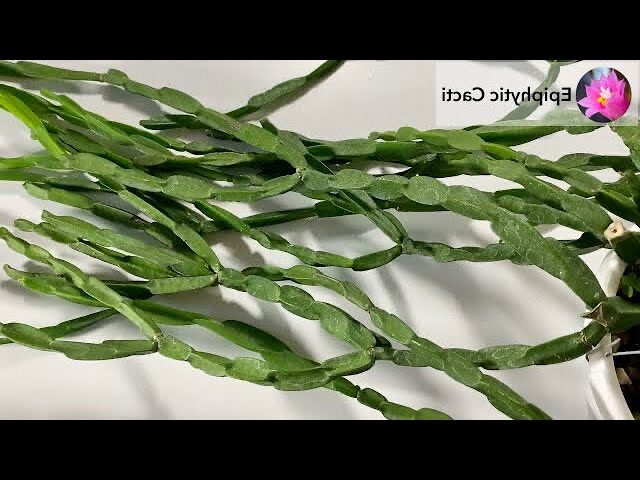 rhipsalis cryptacantha guia completa