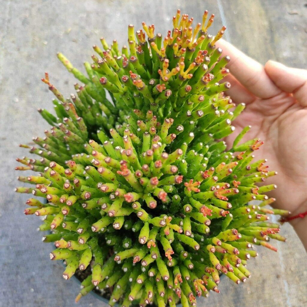 rhipsalis hoellerioides guia completa