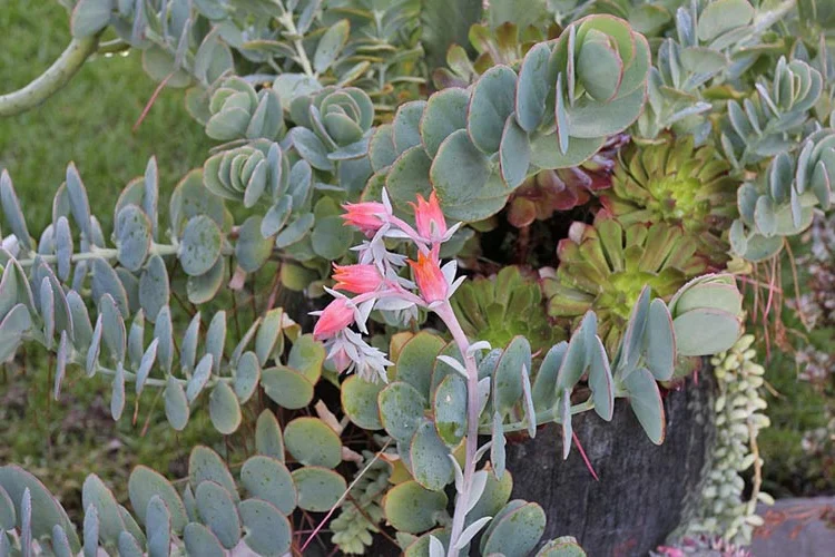 sedum marnieriano