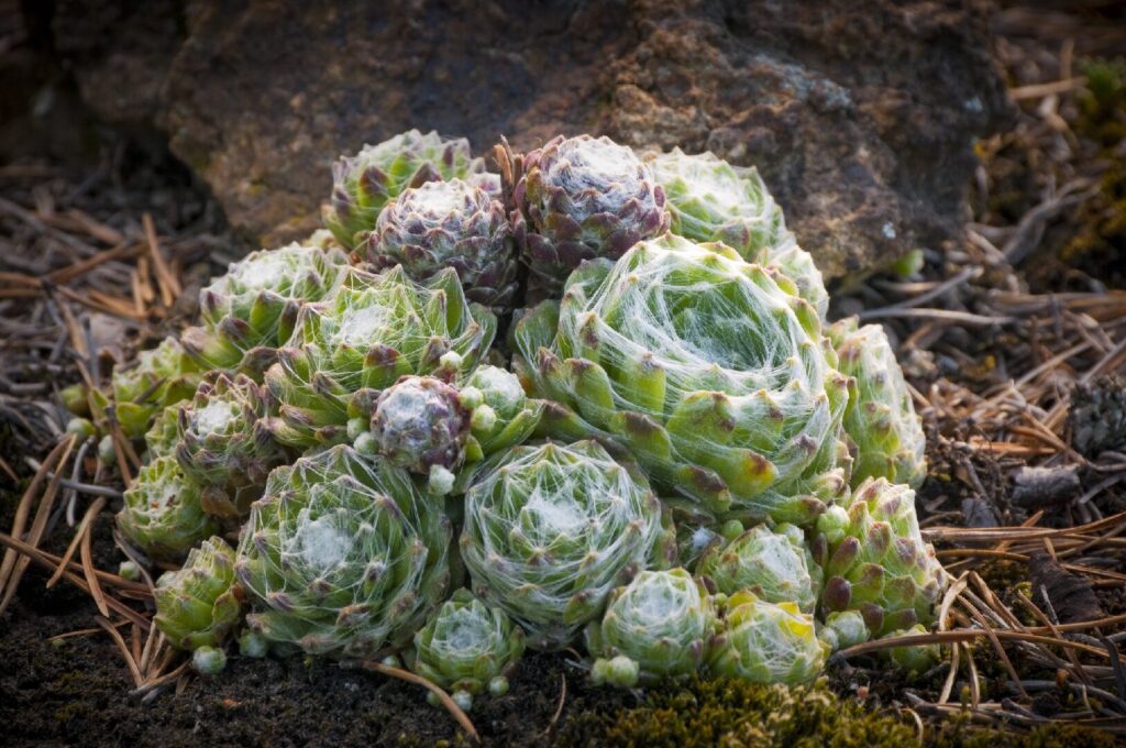 sempervivum abyssinicum la guia definitiva en espanol