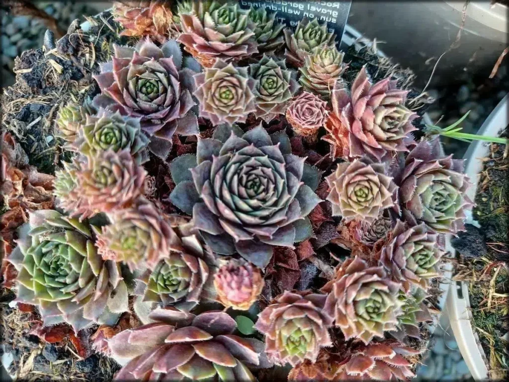 sempervivum bithynicum la guia completa