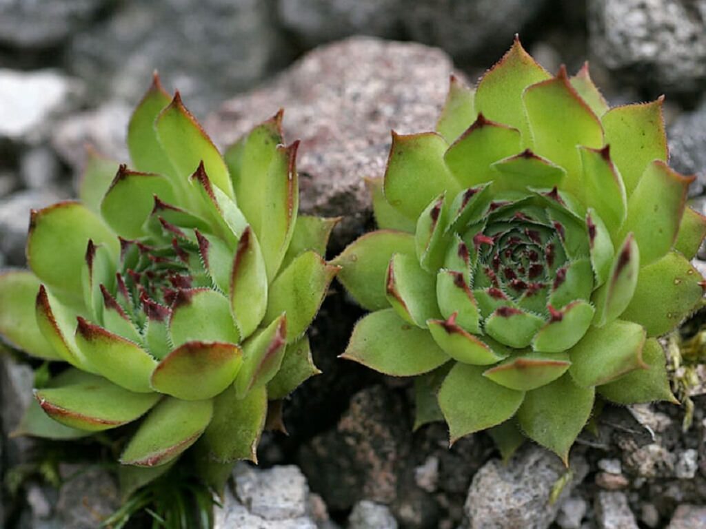 sempervivum ivan iordanovii cuidados y caracteristicas