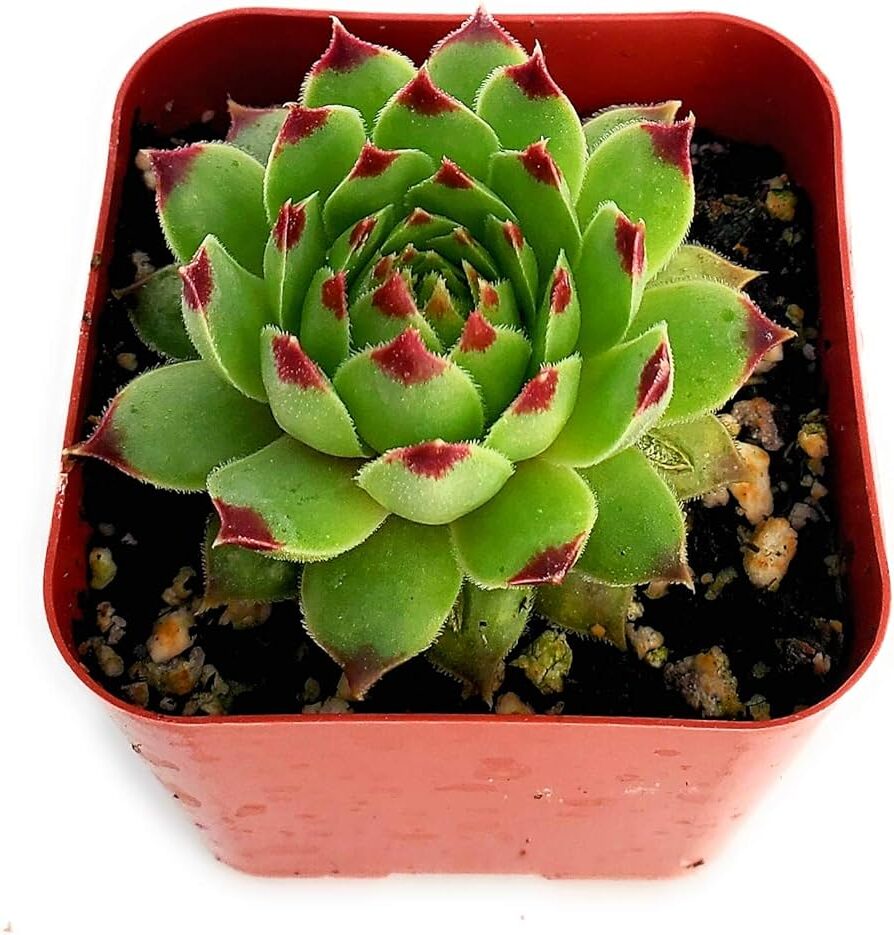 sempervivum milesii la joya de las plantas suculentas