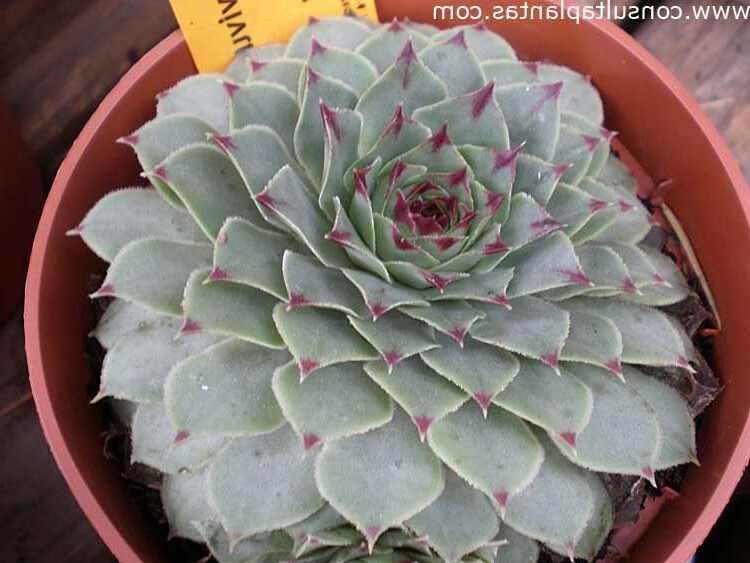 sempervivum parnassicum todo sobre esta planta suculenta